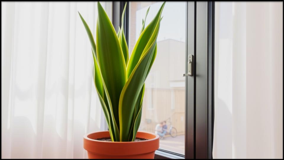 The Snake Plant Bloom Is Real—Here’s How to Finally See It for Yourself 2 Comfort Paradox