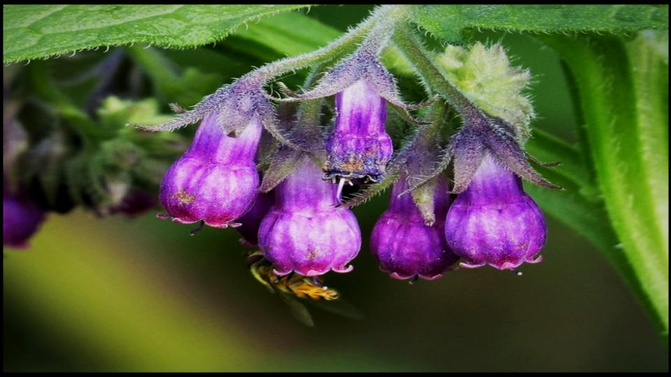21 Soil-Saving Plants Every Gardener Should Be Growing 13 Comfrey