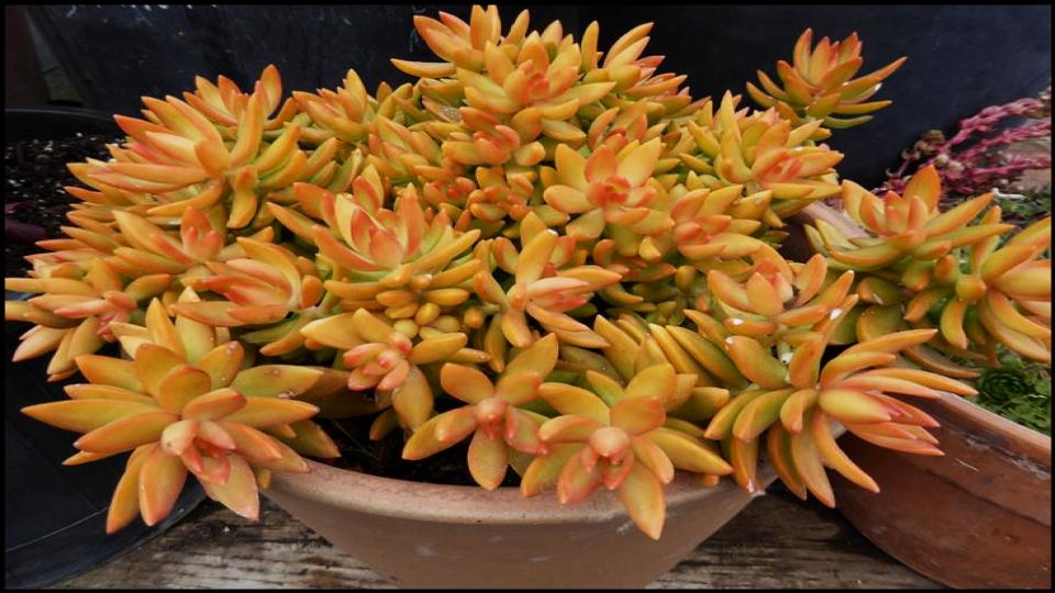 10 Fast-Growing Succulents That Fill Your Garden in No Time—Experts Approve 7 Coppertone Stonecrop