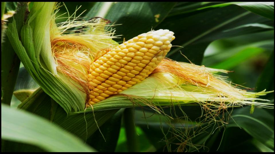 9 Vegetables not to Grow in Pots—Experts Explain Why 2 Corn