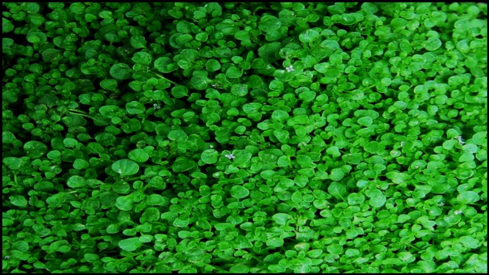 8 Ground Covers for Patios or Pathway That Instantly Upgrade 4 Corsican Mint