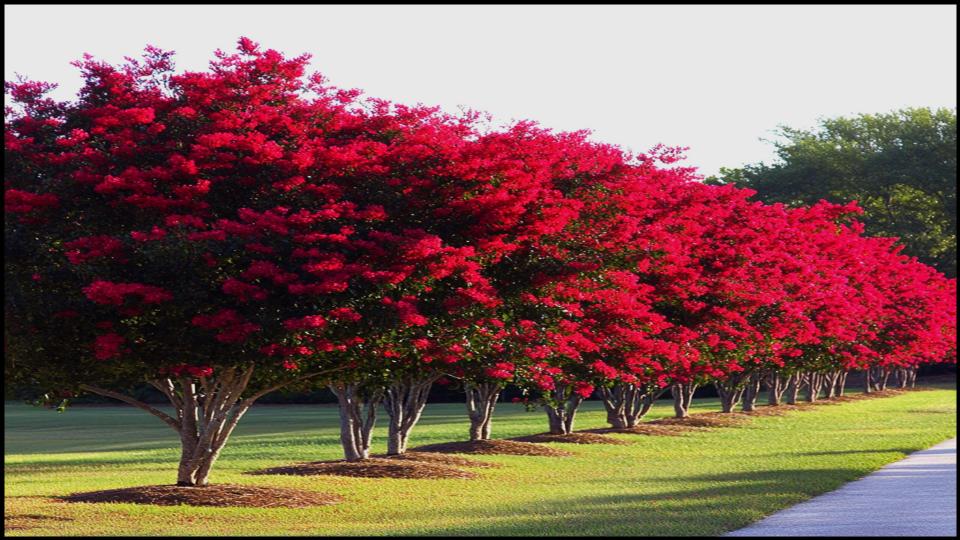 Crape Myrtle