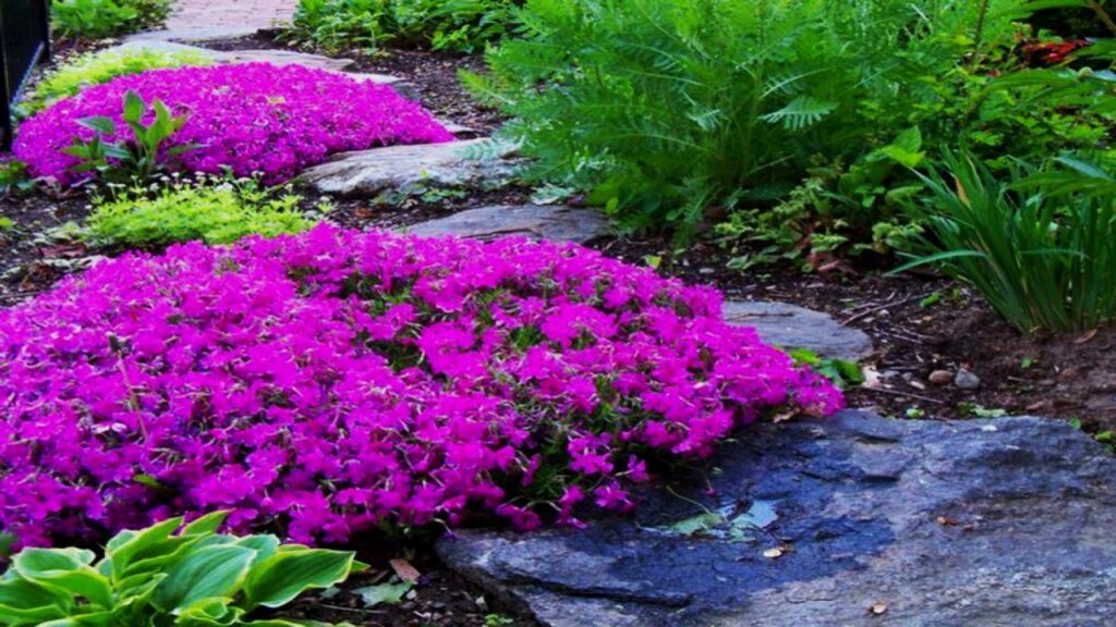 21 Soil-Saving Plants Every Gardener Should Be Growing 3 Creeping Phlox