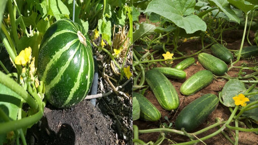10 Surprising Plant Duos That Can Destroy Each Other 6 Cucumbers and Melons