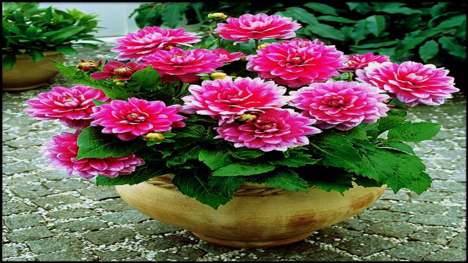 9 Gorgeous Flowers That Need Deadheading - Will Stop Blooming 9 Dahlia