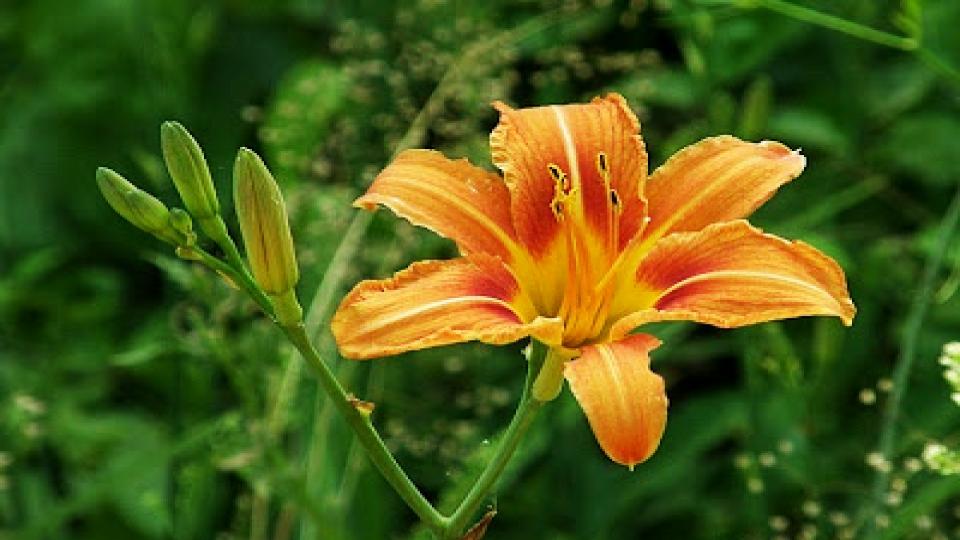 These 7 Vegetables Return Every Year—And Taste Better Each Season 8 Daylilies