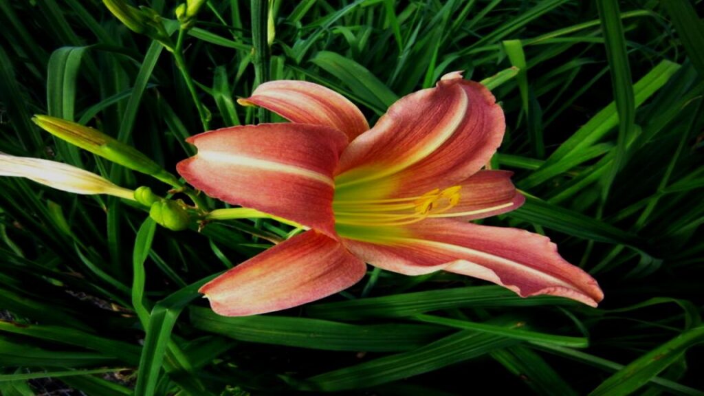 21 Soil-Saving Plants Every Gardener Should Be Growing 12 Daylily