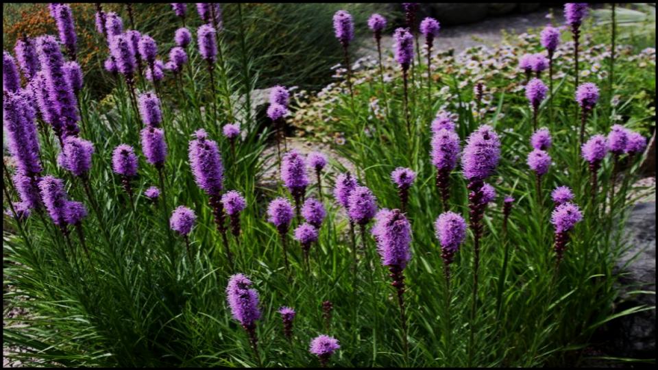 12 Fast-Growing Native Plants and Bring Instant Color to Your Garden 11 Dense Blazing Star