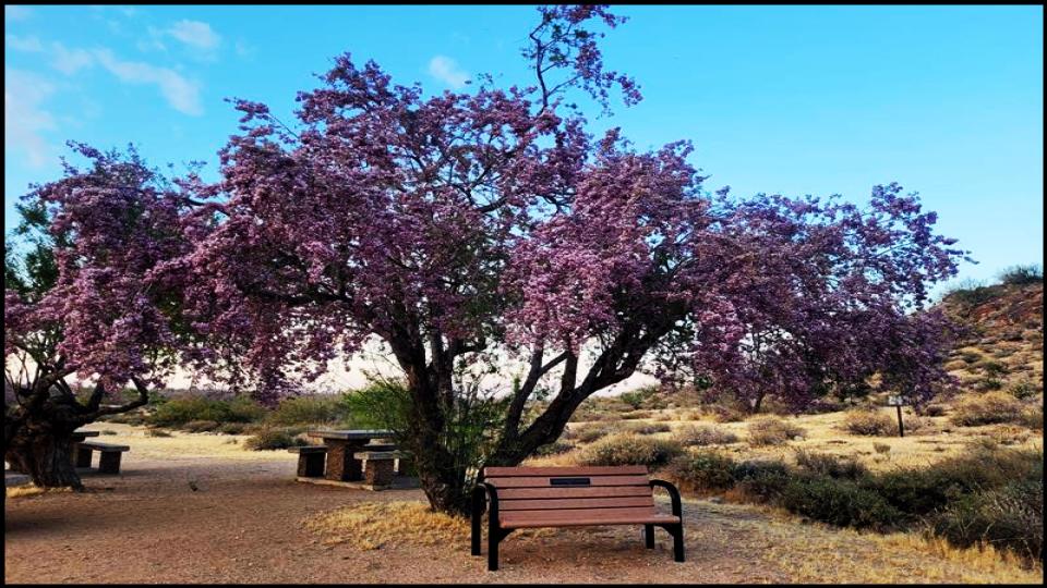 Desert Ironwood