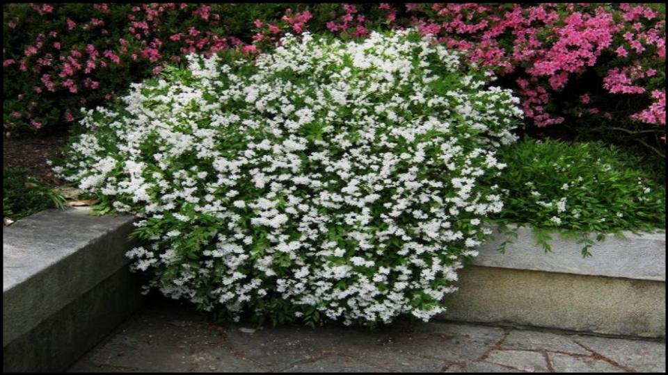 Deutzia