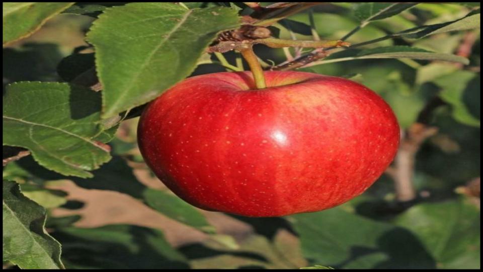 Dwarf Apples