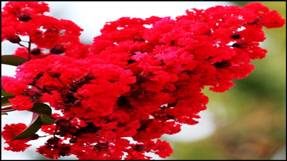 Dwarf Crape Myrtle