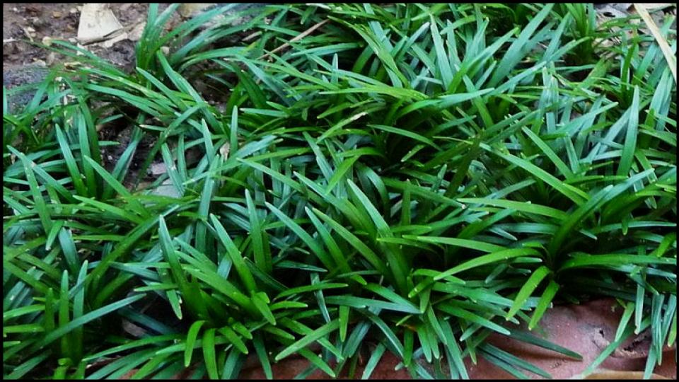 8 Ground Covers for Patios or Pathway That Instantly Upgrade 9 Dwarf Mondo Grass