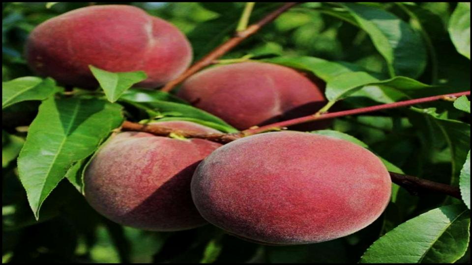 8 Delicious Fruits You Can Grow in Pots—Even on a Tiny Balcony 8 Dwarf Peaches & Nectarines