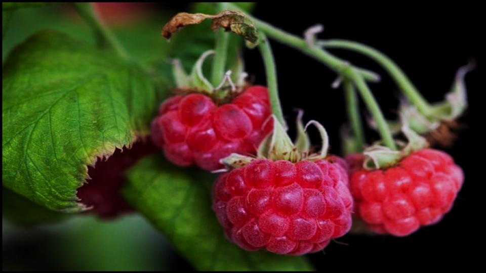 8 Delicious Fruits You Can Grow in Pots—Even on a Tiny Balcony 7 Dwarf Raspberries