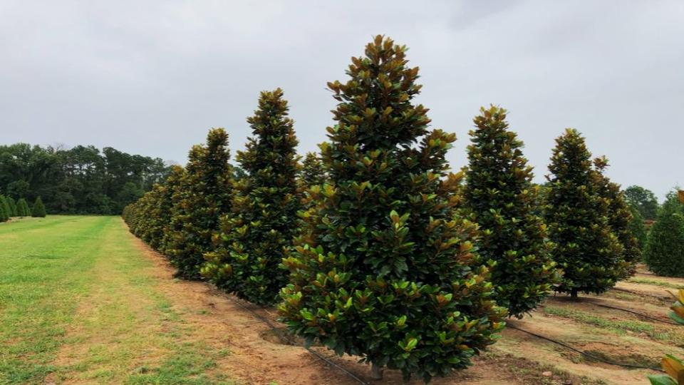Eastern Red Cedar