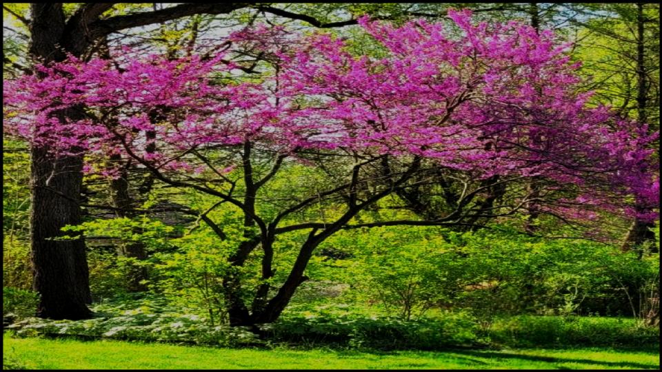 9 Fast-Growing Flowering Trees That’ll Explode with Color in Just One Season 5 Eastern Redbud