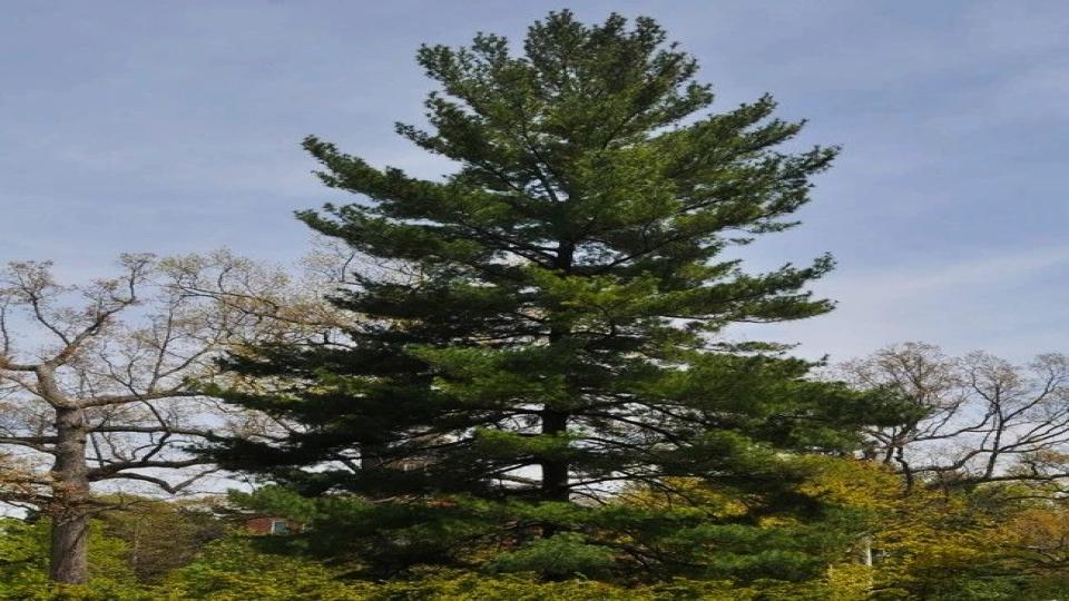Eastern White Pine 