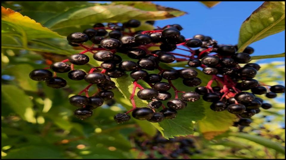 Elderberry