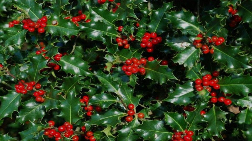English Holly 