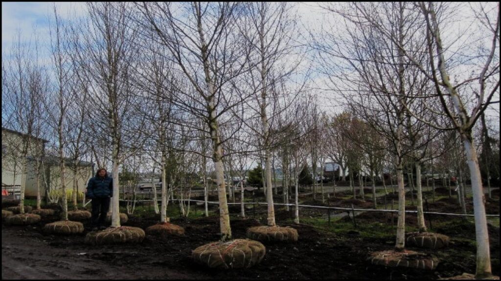 Avoid These 10 Plants at All Costs If You Have Clay Soil—Experts Reveal Why 7 European White Birch (Betula pendula)
