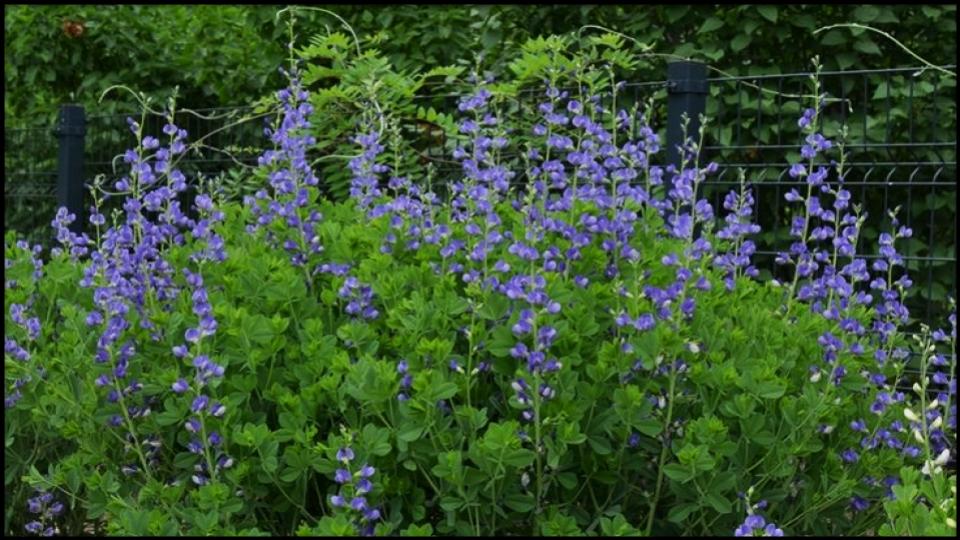 21 Soil-Saving Plants Every Gardener Should Be Growing 9 False Indigo