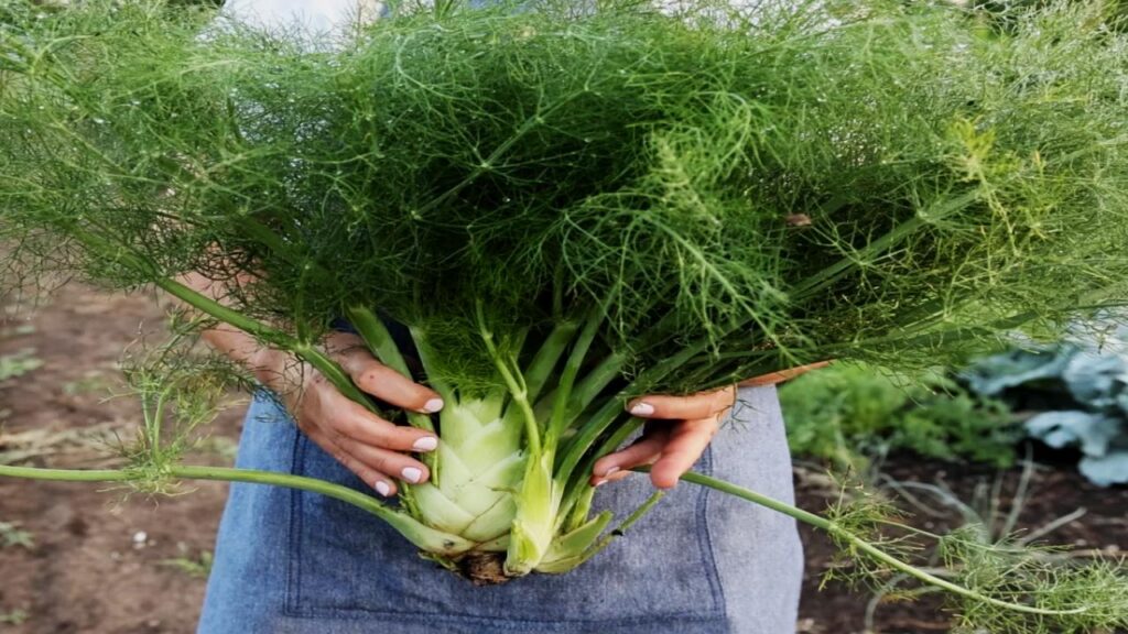 10 Surprising Plant Duos That Can Destroy Each Other 3 Fennel