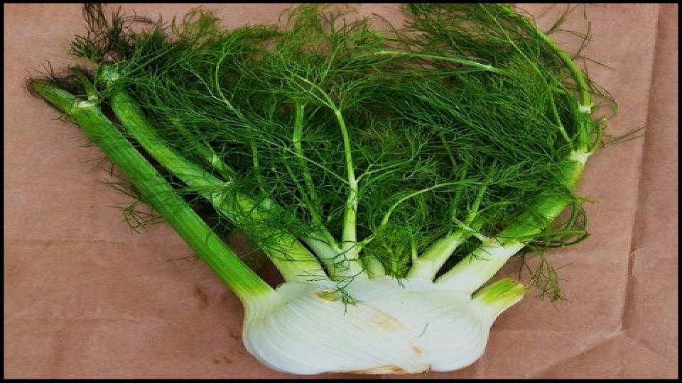 12 Secret Vegetables That Actually Do Better When Planted Late 12 Florence Fennel