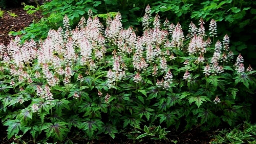 12 Fast-Growing Native Plants and Bring Instant Color to Your Garden 8 Foamflower