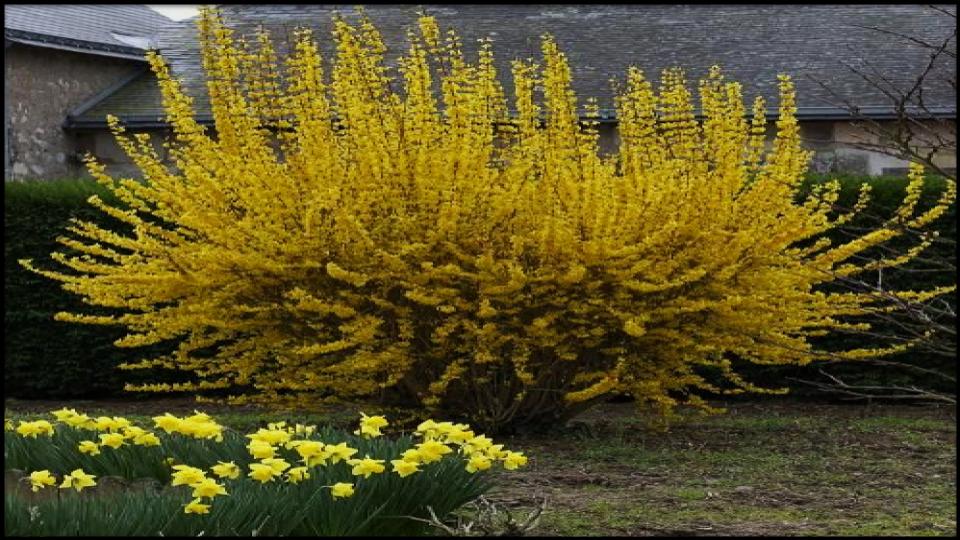 14 Fast-Growing Hedges That Block Nosy Neighbors Naturally 11 Forsythia × intermedia