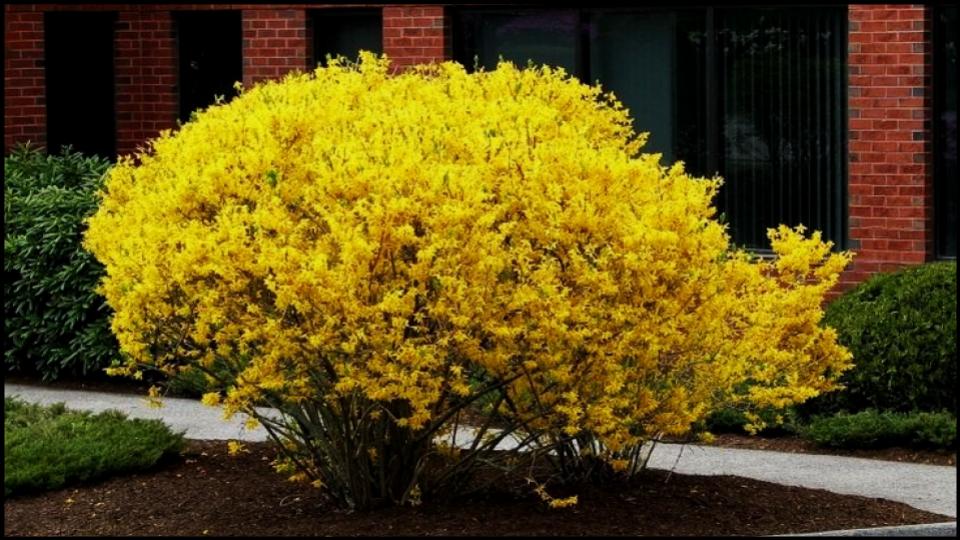 Forsythia