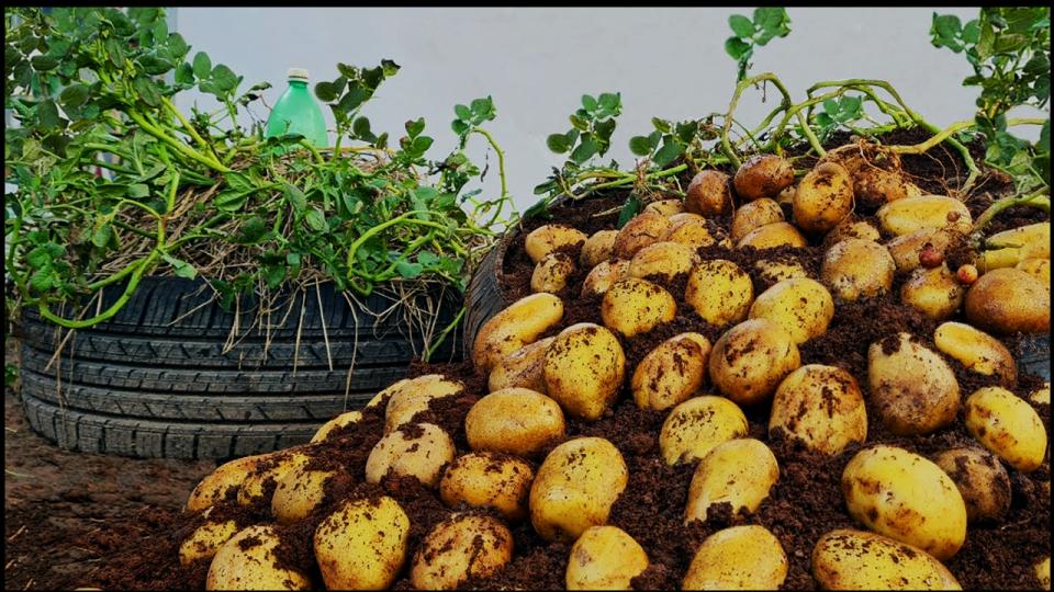 9 Vegetables not to Grow in Pots—Experts Explain Why 6 Full-Sized Potatoes