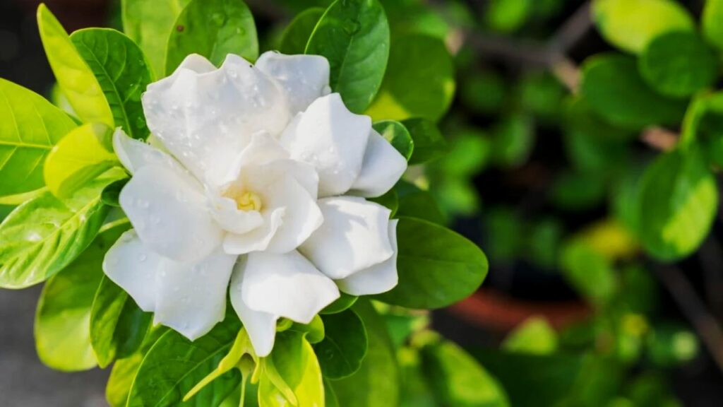 10 Surprising Plant Duos That Can Destroy Each Other 11 Gardenias and Pretty Much Anything