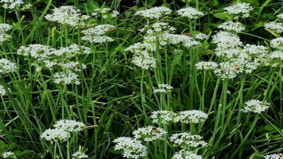 These 7 Vegetables Return Every Year—And Taste Better Each Season 5 Garlic Chives