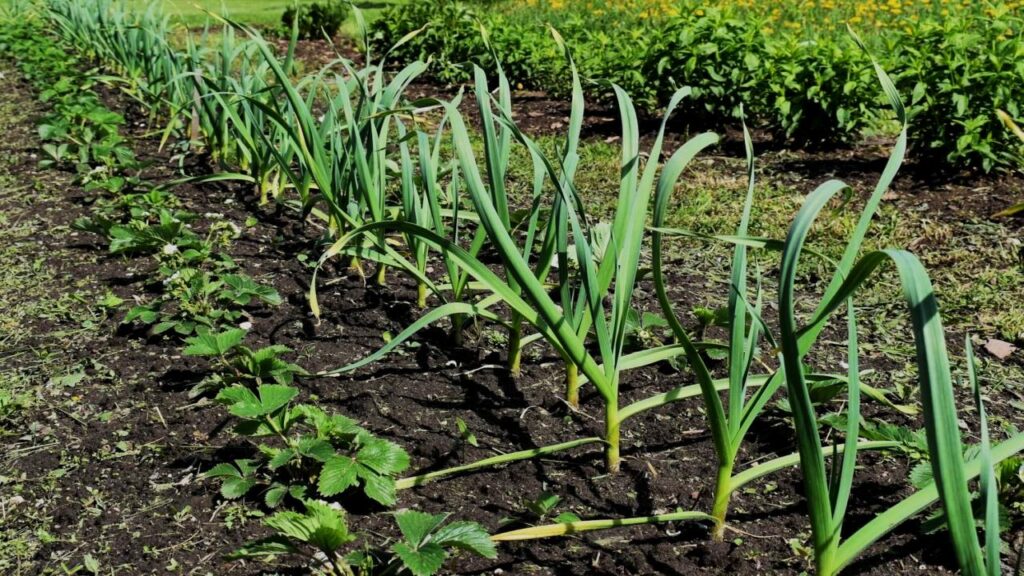10 Surprising Plant Duos That Can Destroy Each Other 4 Garlic and Legumes