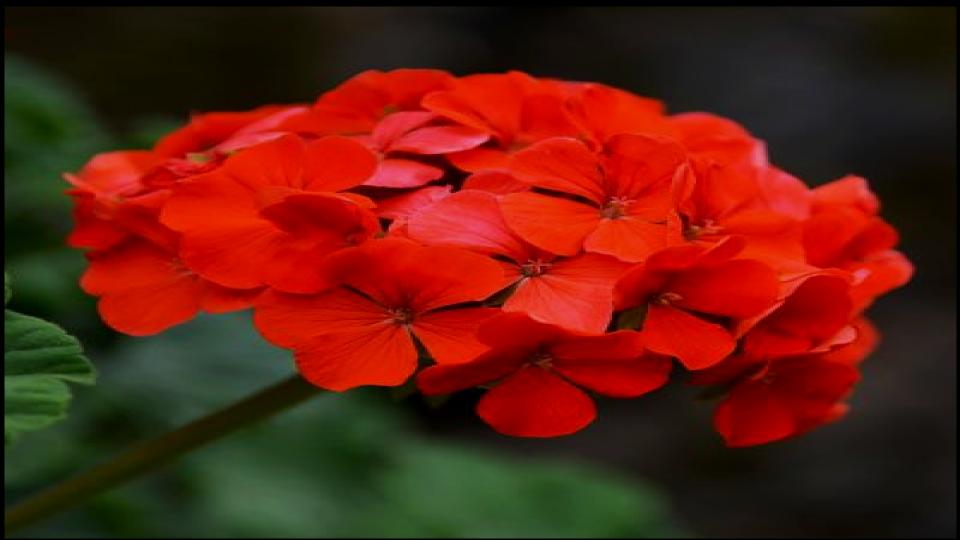 9 Gorgeous Flowers That Need Deadheading - Will Stop Blooming 7 Geranium