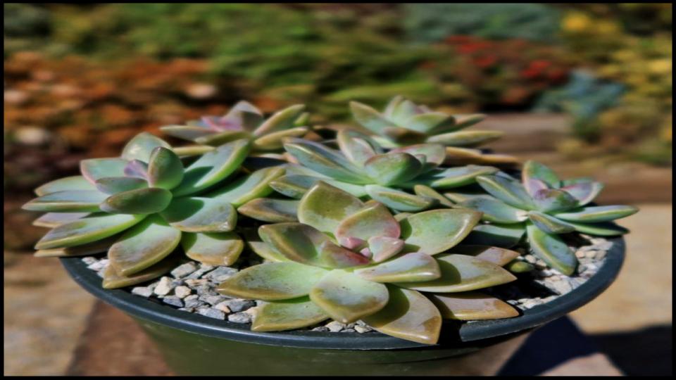10 Fast-Growing Succulents That Fill Your Garden in No Time—Experts Approve 3 Ghost Plant