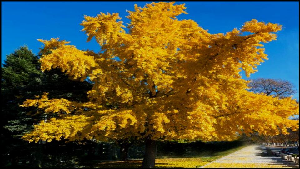 Ginkgo