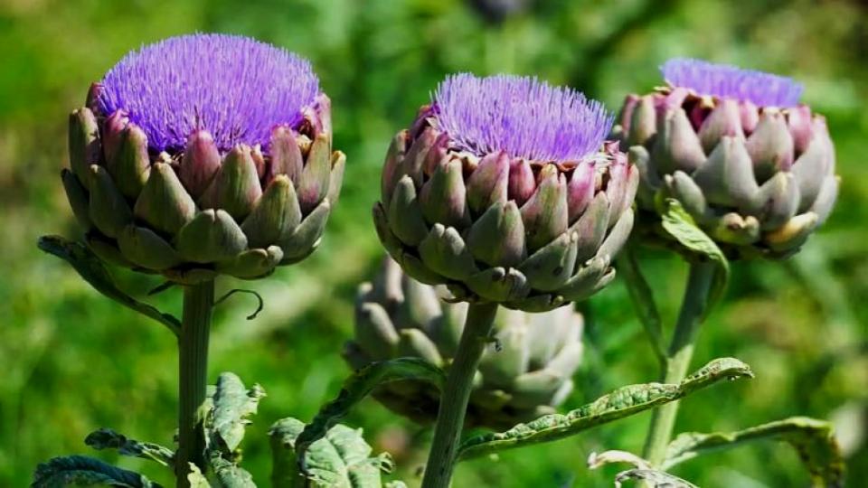 These 7 Vegetables Return Every Year—And Taste Better Each Season 4 Globe Artichokes