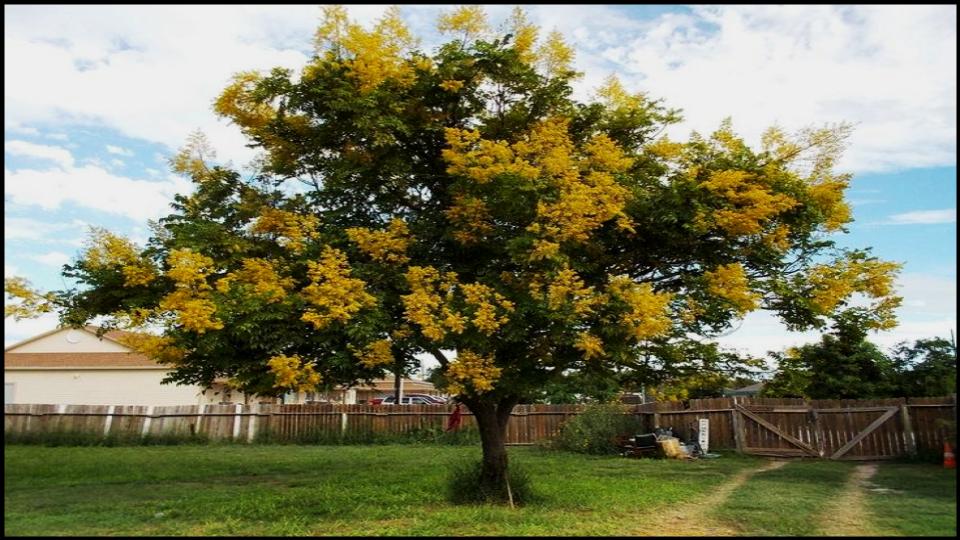 9 Fast-Growing Flowering Trees That’ll Explode with Color in Just One Season 8 Golden Rain Tree
