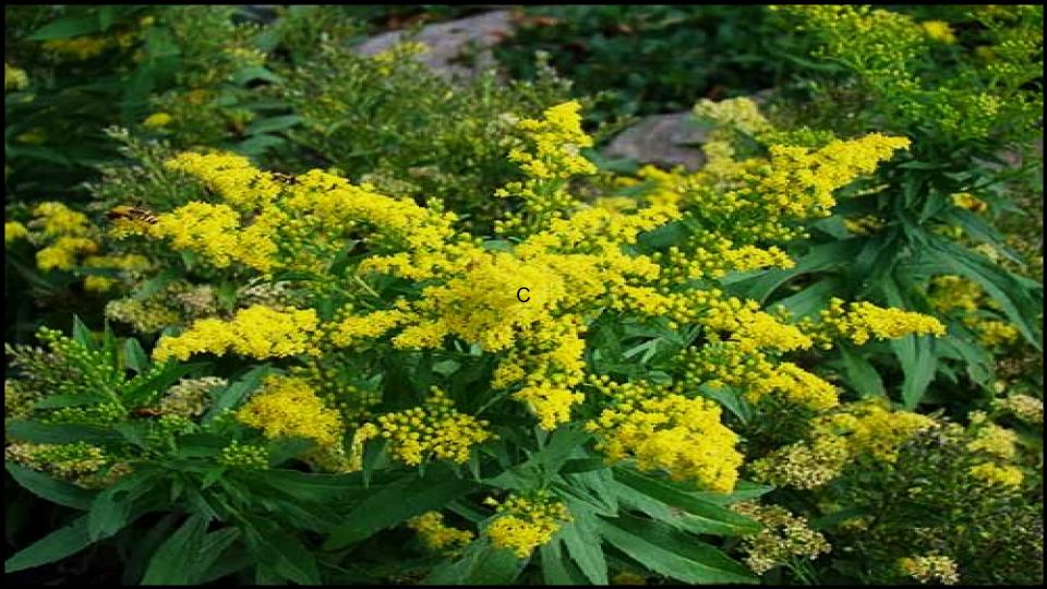 7 Plants that Destroy Fruit Trees Without You Realizing 8 Goldenrod