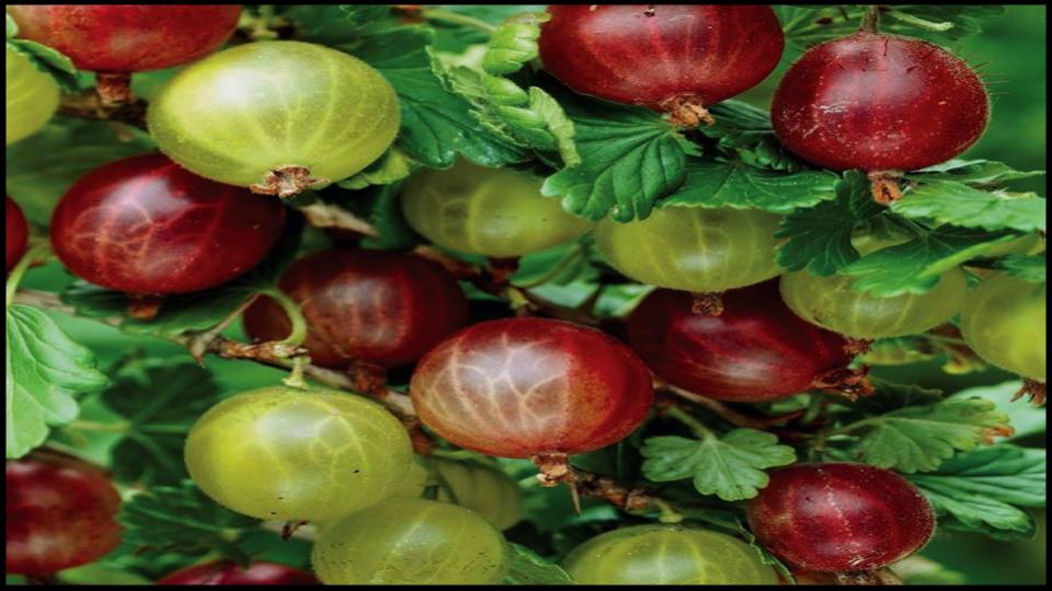 Gooseberries