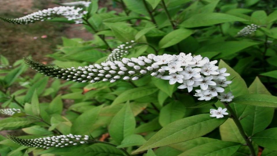 8 Popular Plants for Small Yards That Are a Nightmare—Here’s Why 7 Gooseneck Loosestrife