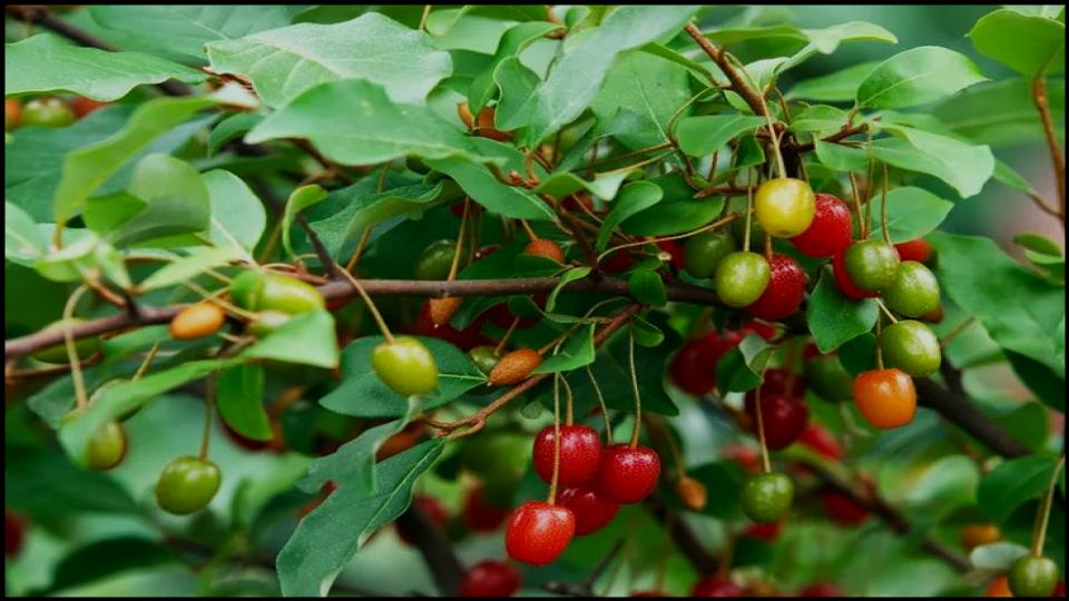 Goumi Berry