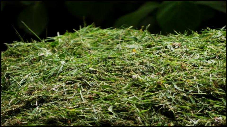 13 Types of Mulch You’re Probably Using Wrong—Here’s What Experts Say 9 Grass Clippings