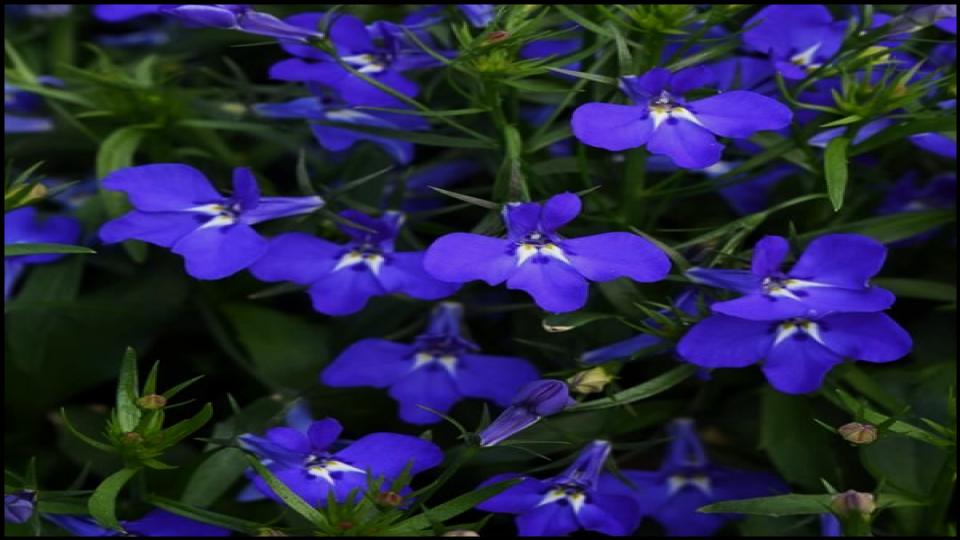 12 Fast-Growing Native Plants and Bring Instant Color to Your Garden 10 Great Blue Lobelia