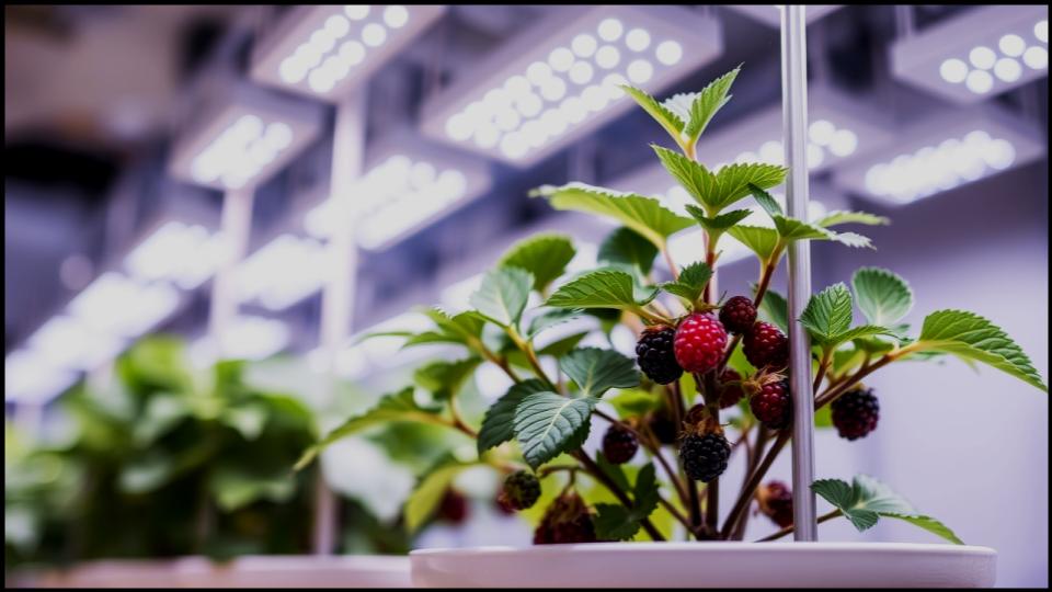 The Ultimate Guide to Growing Blackberries Indoors for Nonstop Fruit All Year 3 Growing Blackberries Indoors Opens a World of Possibilities