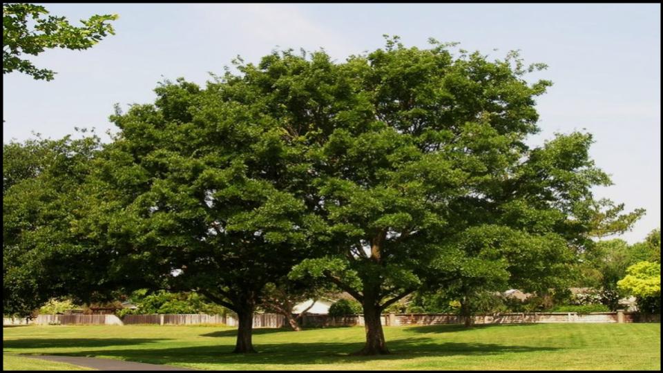 Hackberry