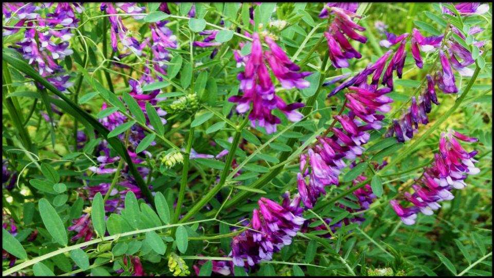 21 Soil-Saving Plants Every Gardener Should Be Growing 20 Hairy Vetch
