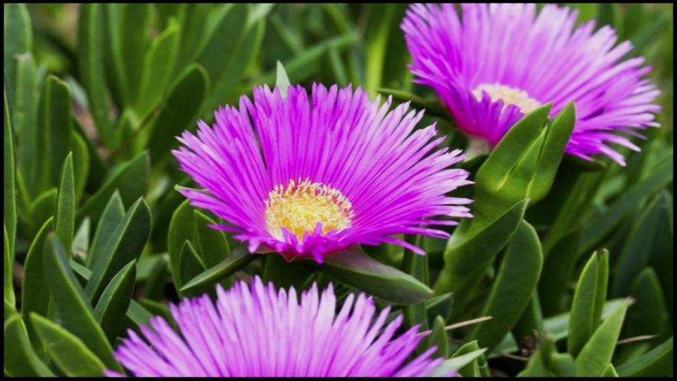 Ice Plant